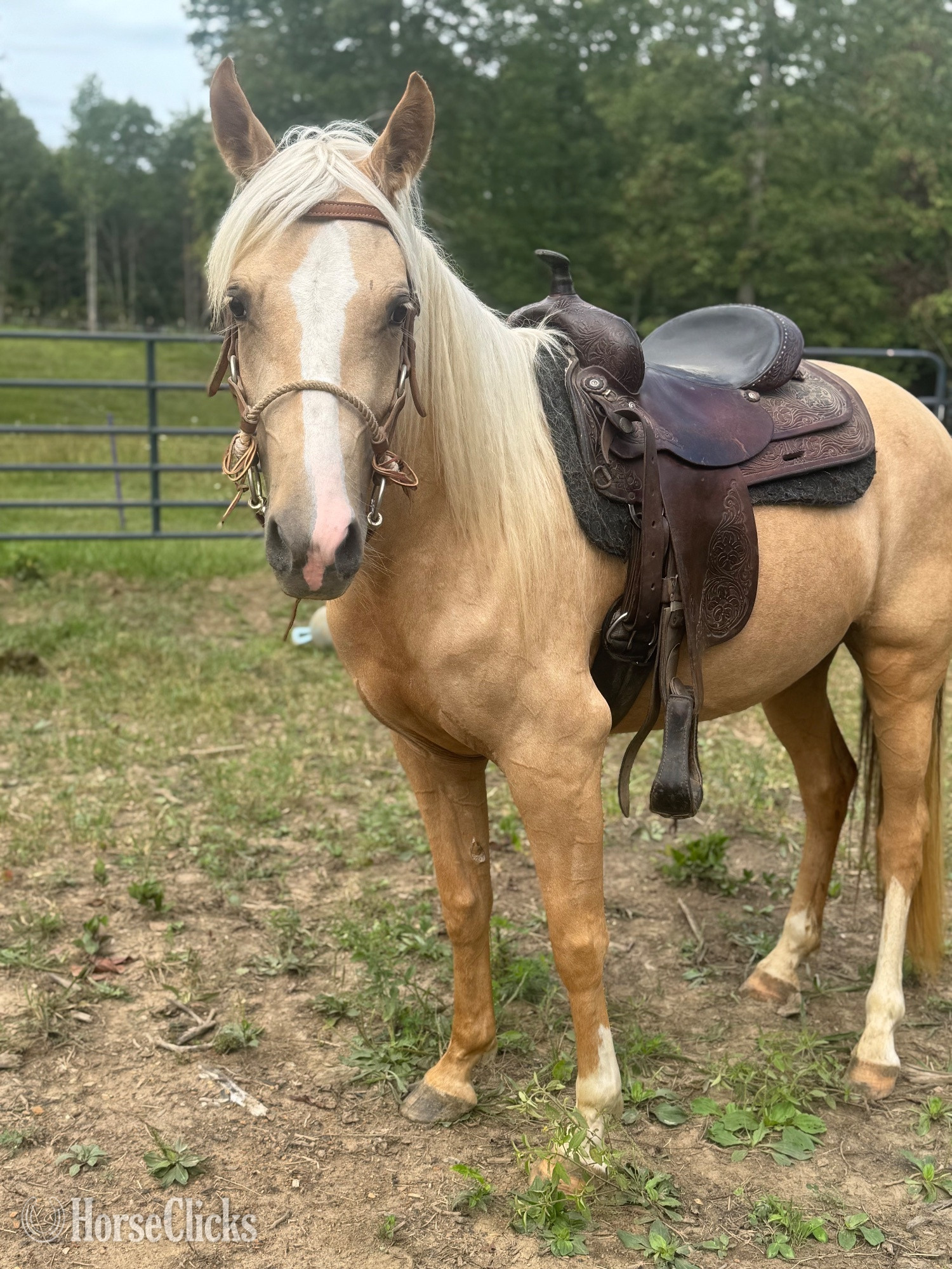 "Bella" Palomino Mare Missouri Fox Trotter