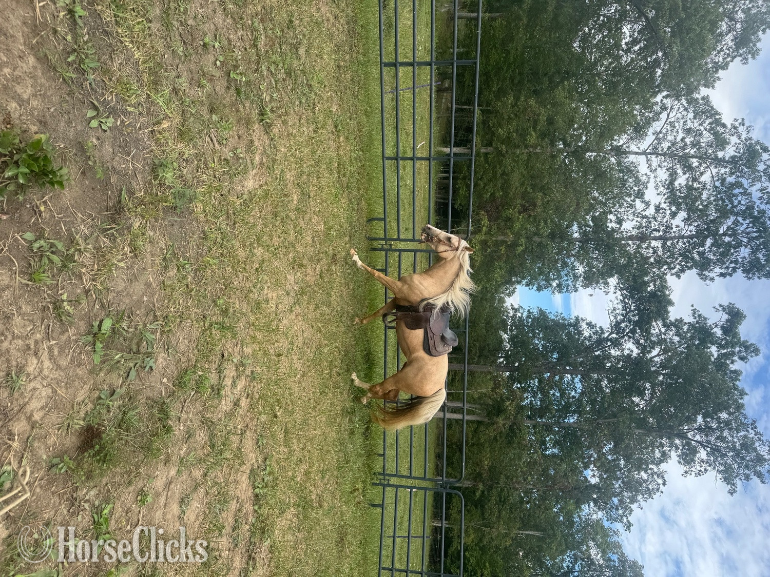 Tennessee "Bella" Palomino Mare Missouri Fox Trotter