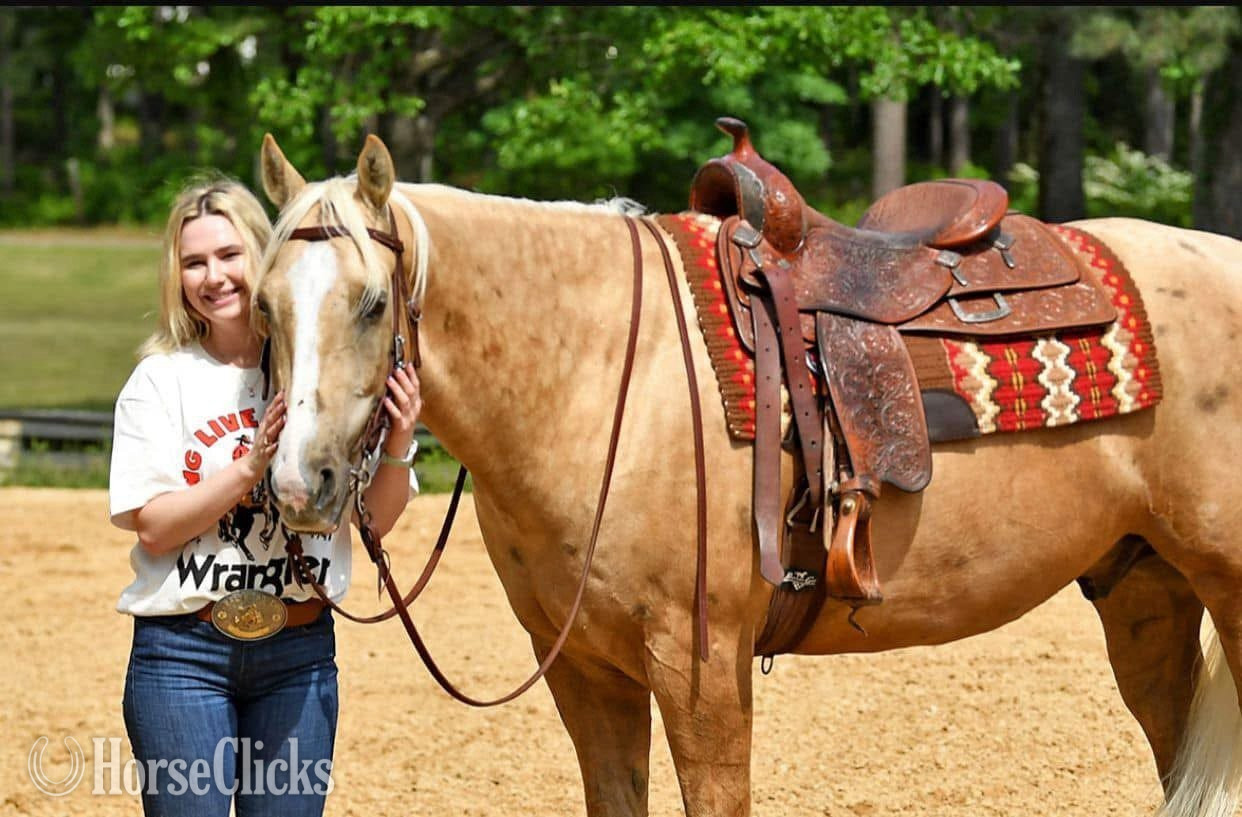 "Steppa"  Gelding Racking Horse in Missouri