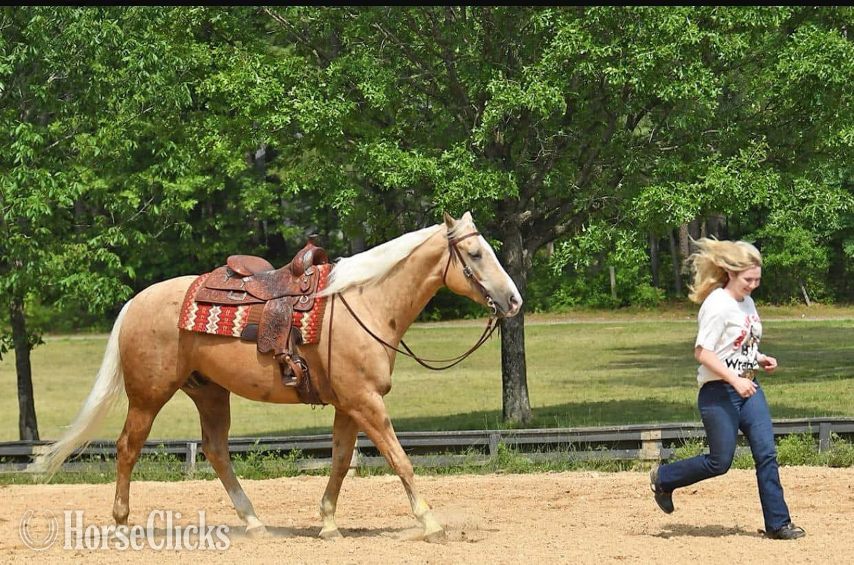 "Steppa"  Gelding Racking Horse
