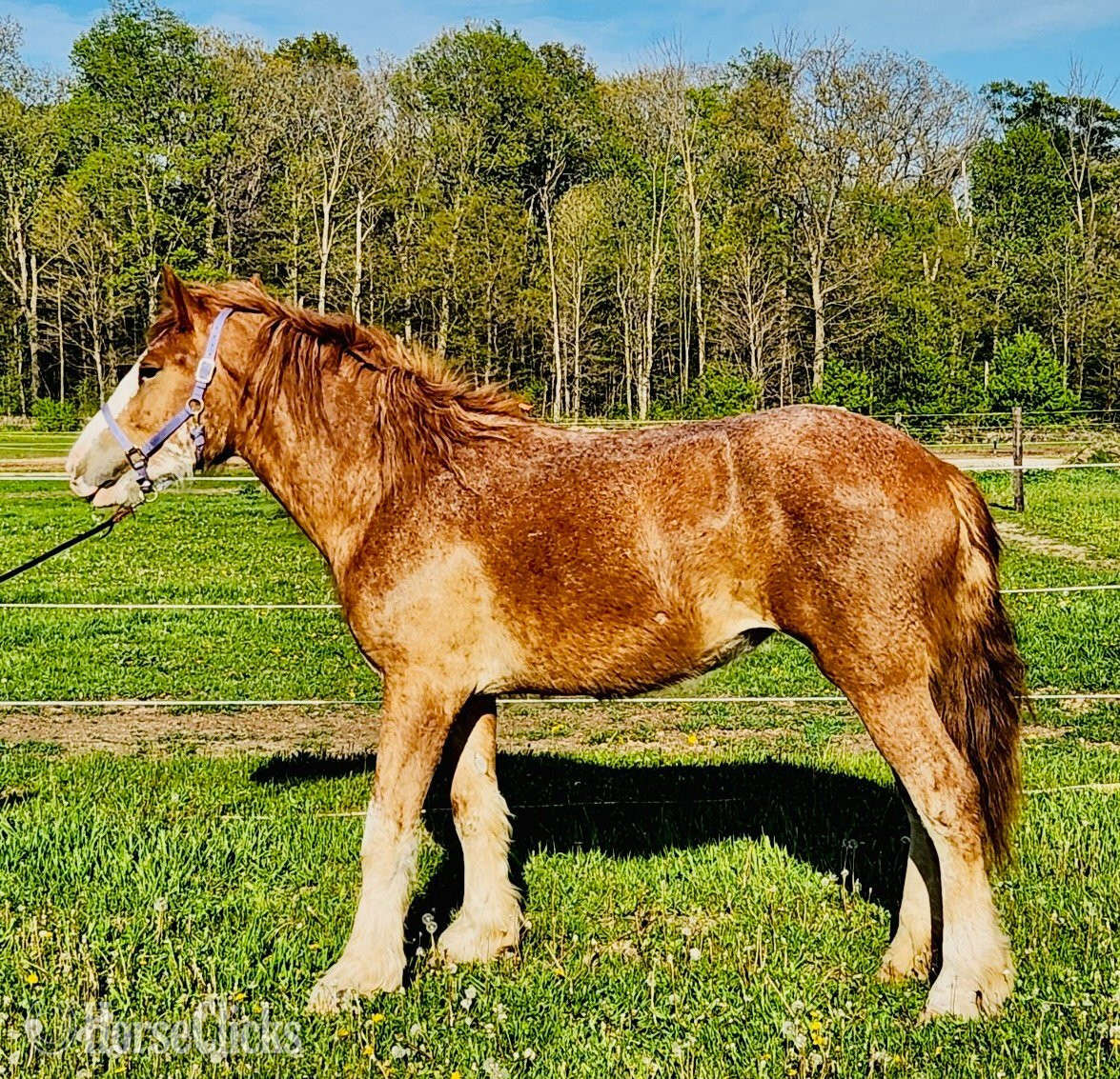 "Cora" Chestnut Filly Belgian in Wisconsin