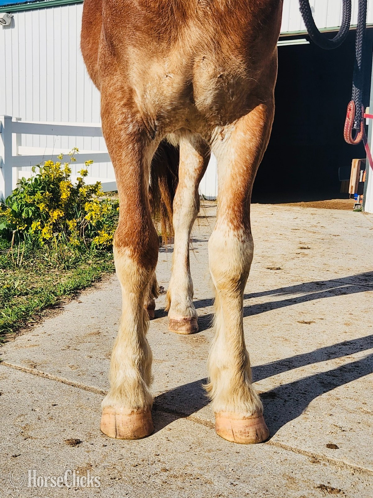 "Cora" Chestnut Filly Belgian