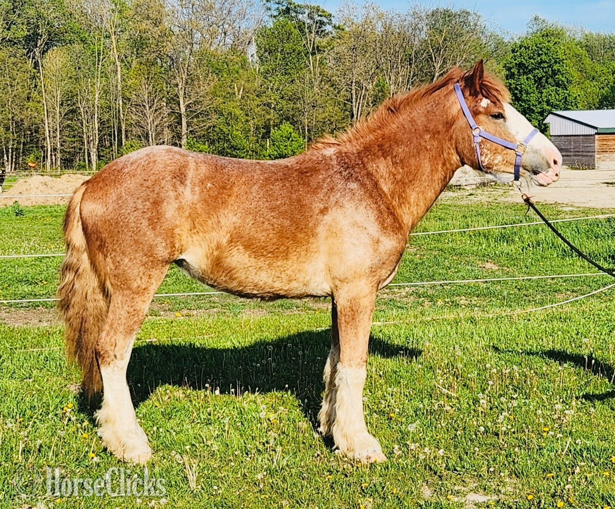 Wisconsin "Cora" Chestnut Filly Belgian