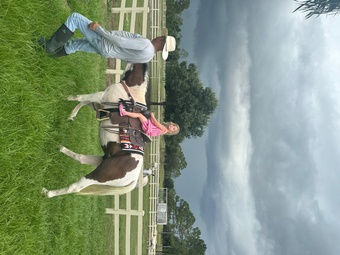 "Toby" White Gelding Paint