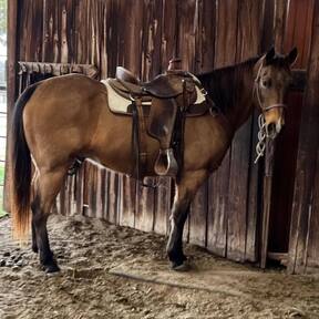 "Eli" Buckskin Gelding Quarter Horse
