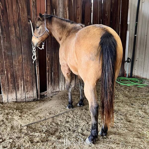 Quarter Horse - "Eli" Buckskin Gelding Quarter Horse