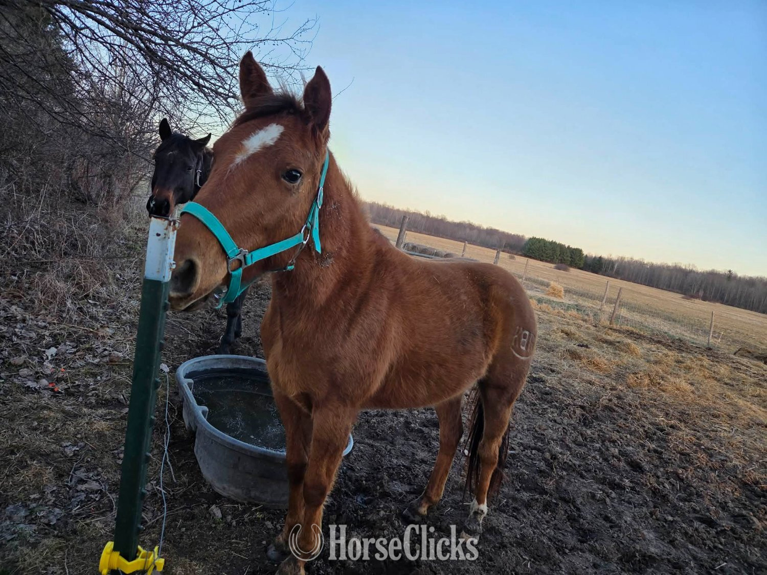 "Stella" Dun Mare Quarter Horse in New York
