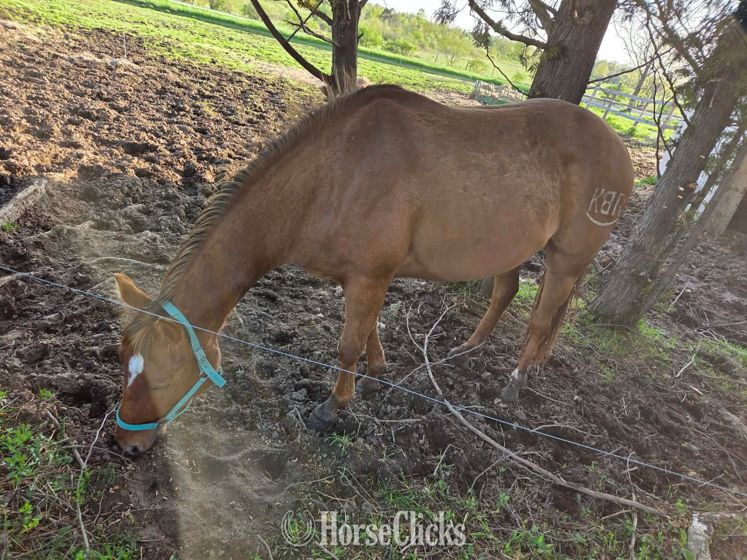 "Stella" Dun Mare Quarter Horse