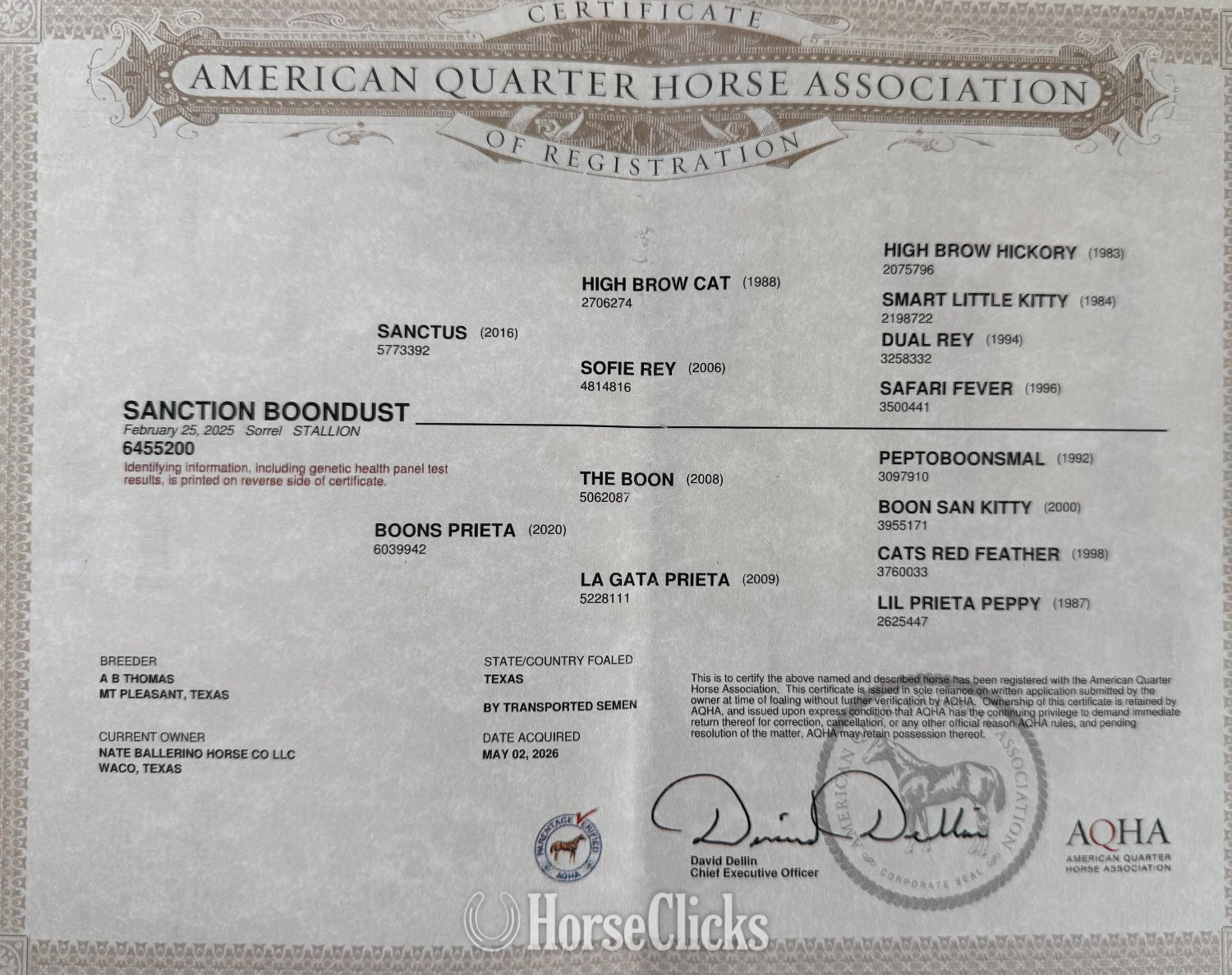 Texas "Phantom" Sorrel Stallion Quarter Horse