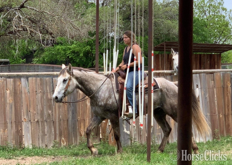 "Quarterback" Grey Gelding Quarter Horse