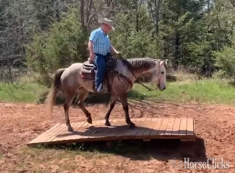 Texas "Quarterback" Grey Gelding Quarter Horse