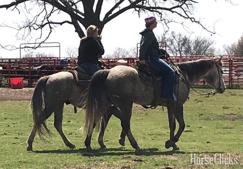 "Quarterback" Grey Gelding Quarter Horse - Quarter Horse in Texas