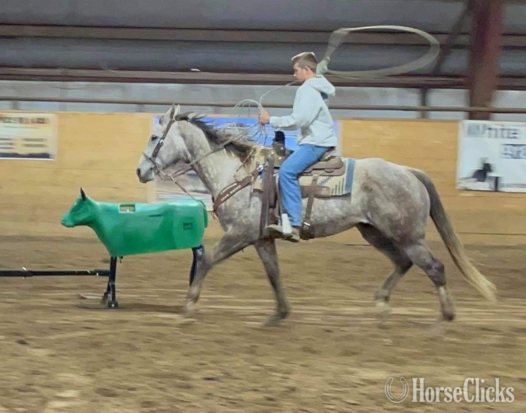 "Quarterback" Grey Gelding Quarter Horse in Texas