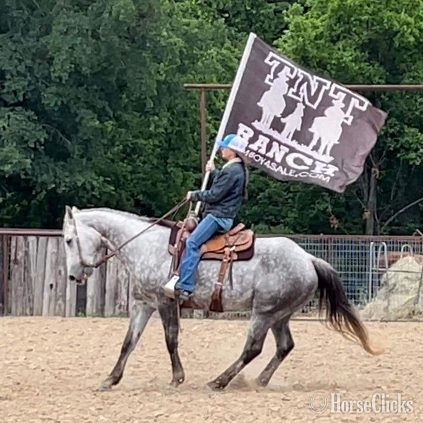 "Quarterback" Grey Gelding Quarter Horse - Quarter Horse