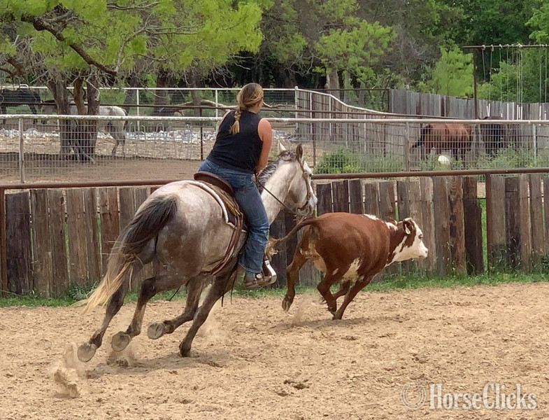 Quarter Horse - "Quarterback" Grey Gelding Quarter Horse in Texas
