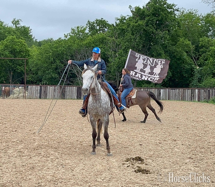 Quarter Horse - "Quarterback" Grey Gelding Quarter Horse