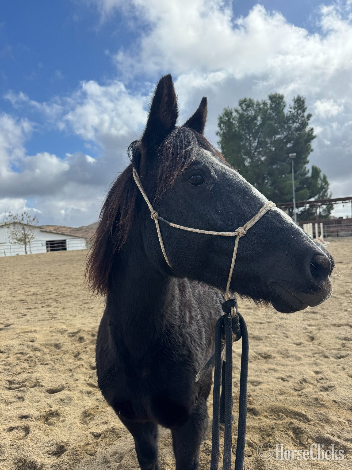 "Quest" Black Gelding Icelandic