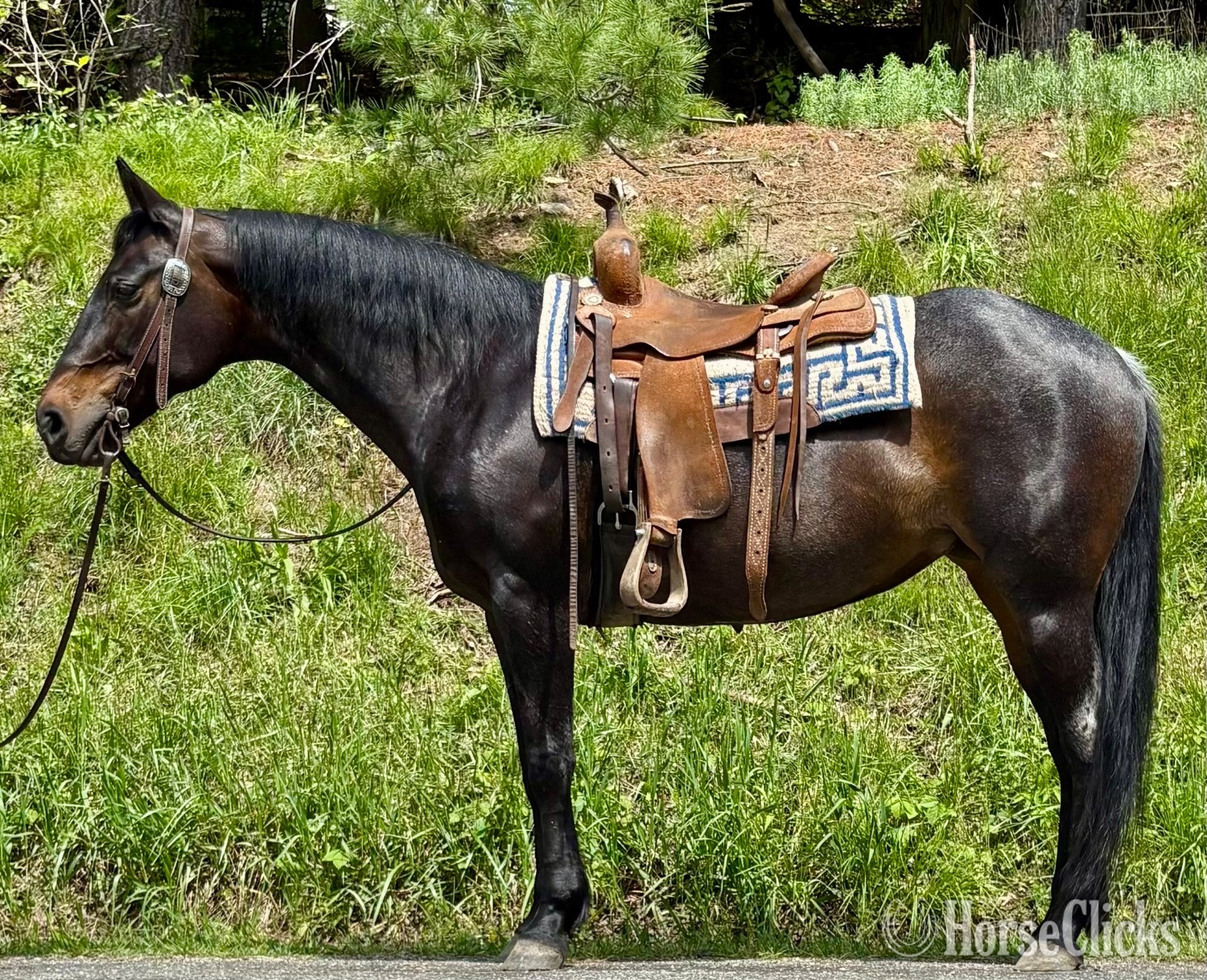 "Denim" Blue Roan Mare Quarter Horse in Ohio