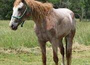 "FANCY" Chestnut Mare Curly