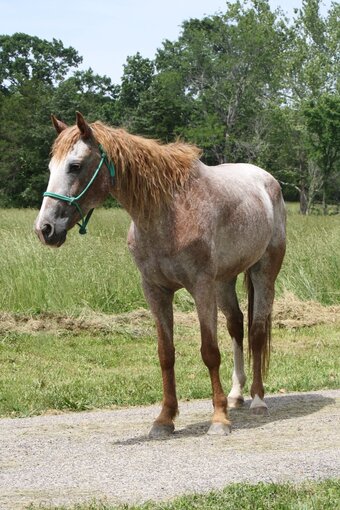 "FANCY" Chestnut Mare Curly
