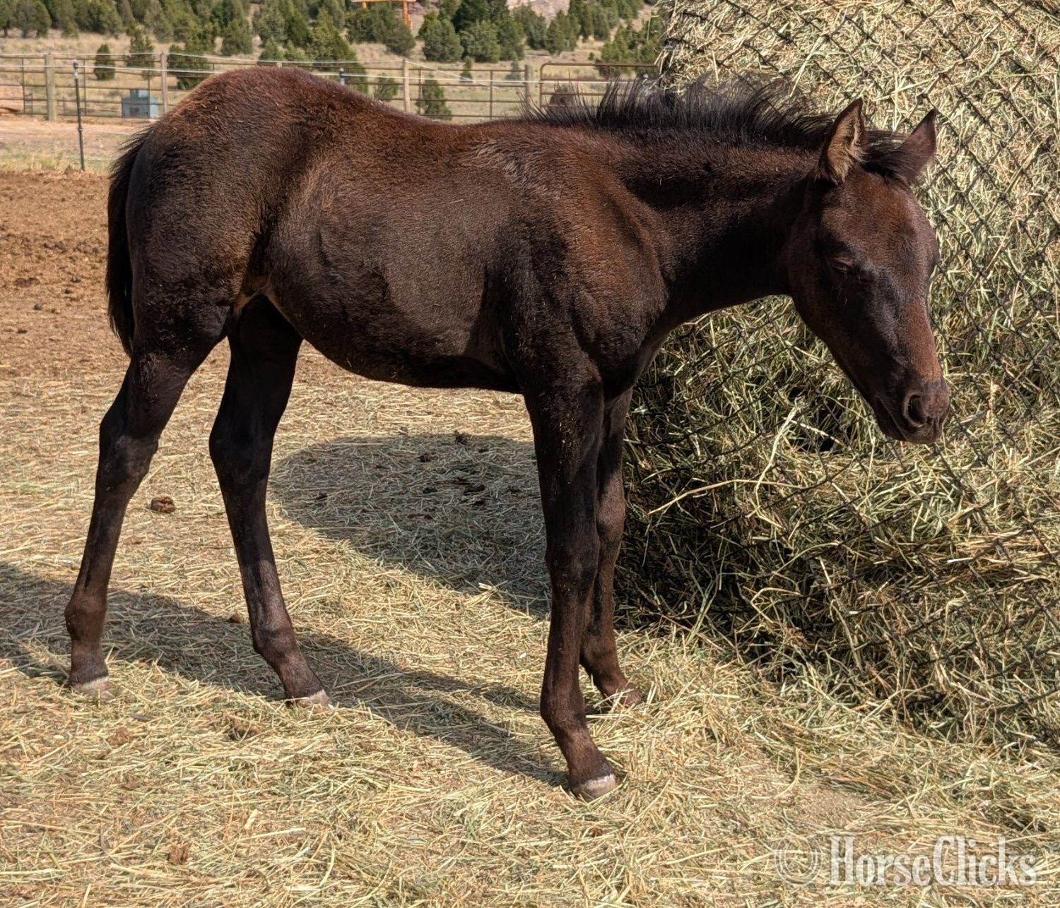 "MileHighImaRealGirl" Black Filly Quarter Horse in Montana