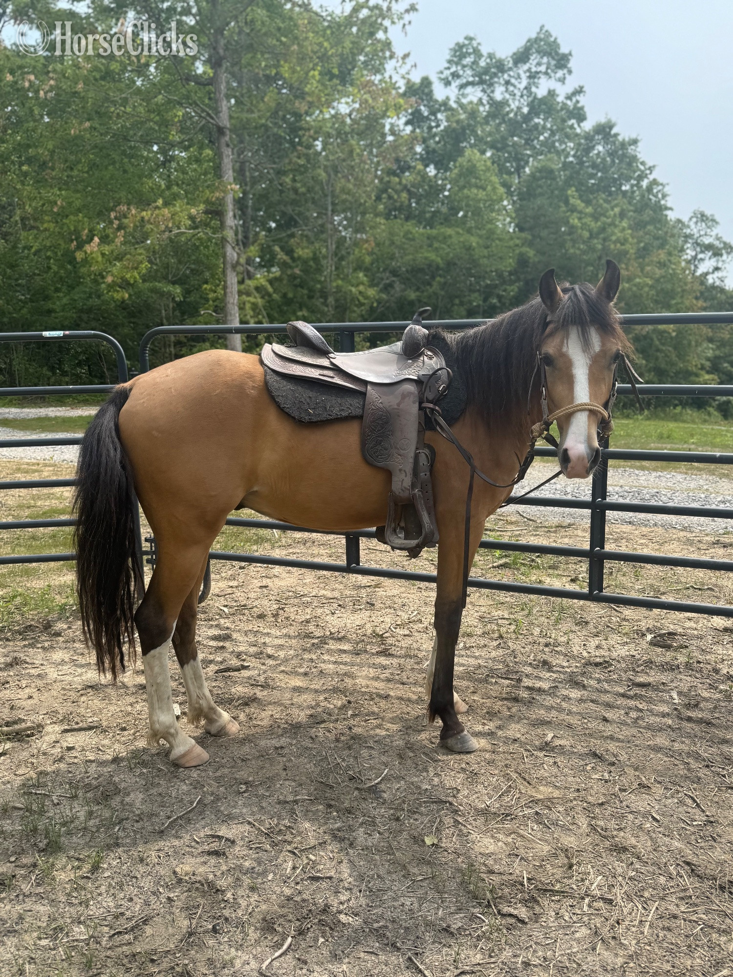 "Rocco" Dun Gelding Paso Fino in Tennessee