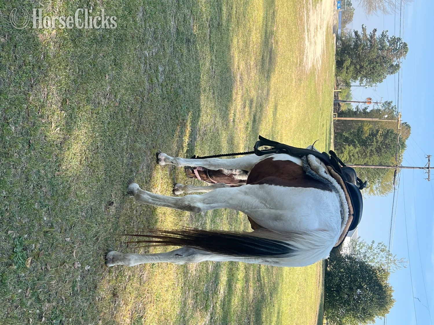 "Rosa Lee" Pinto Mare Quarter Horse in South Carolina