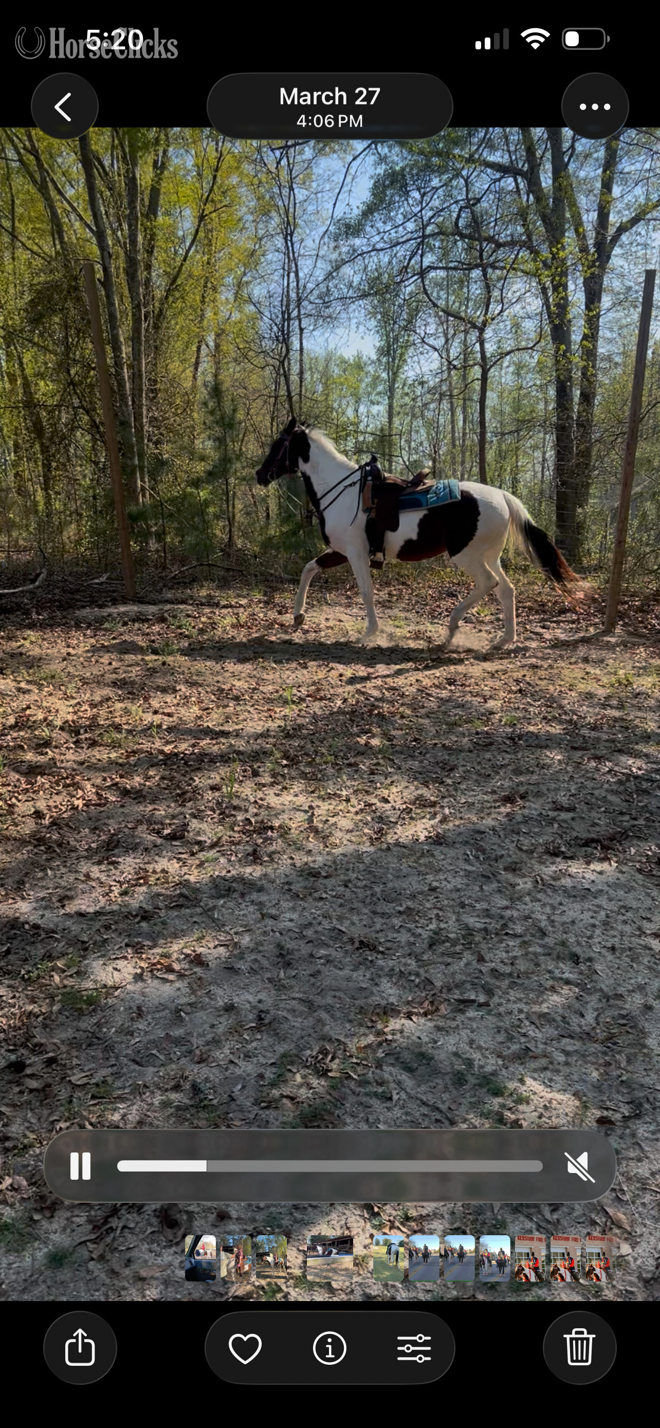 South Carolina "Rosa Lee" Pinto Mare Quarter Horse