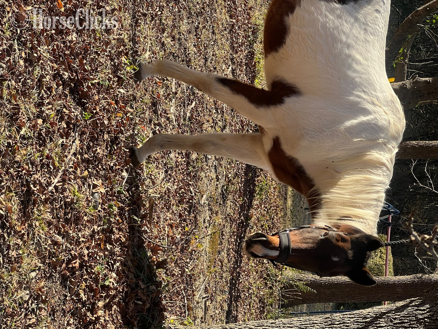 "Rosa Lee" Pinto Mare Quarter Horse - Quarter Horse in South Carolina