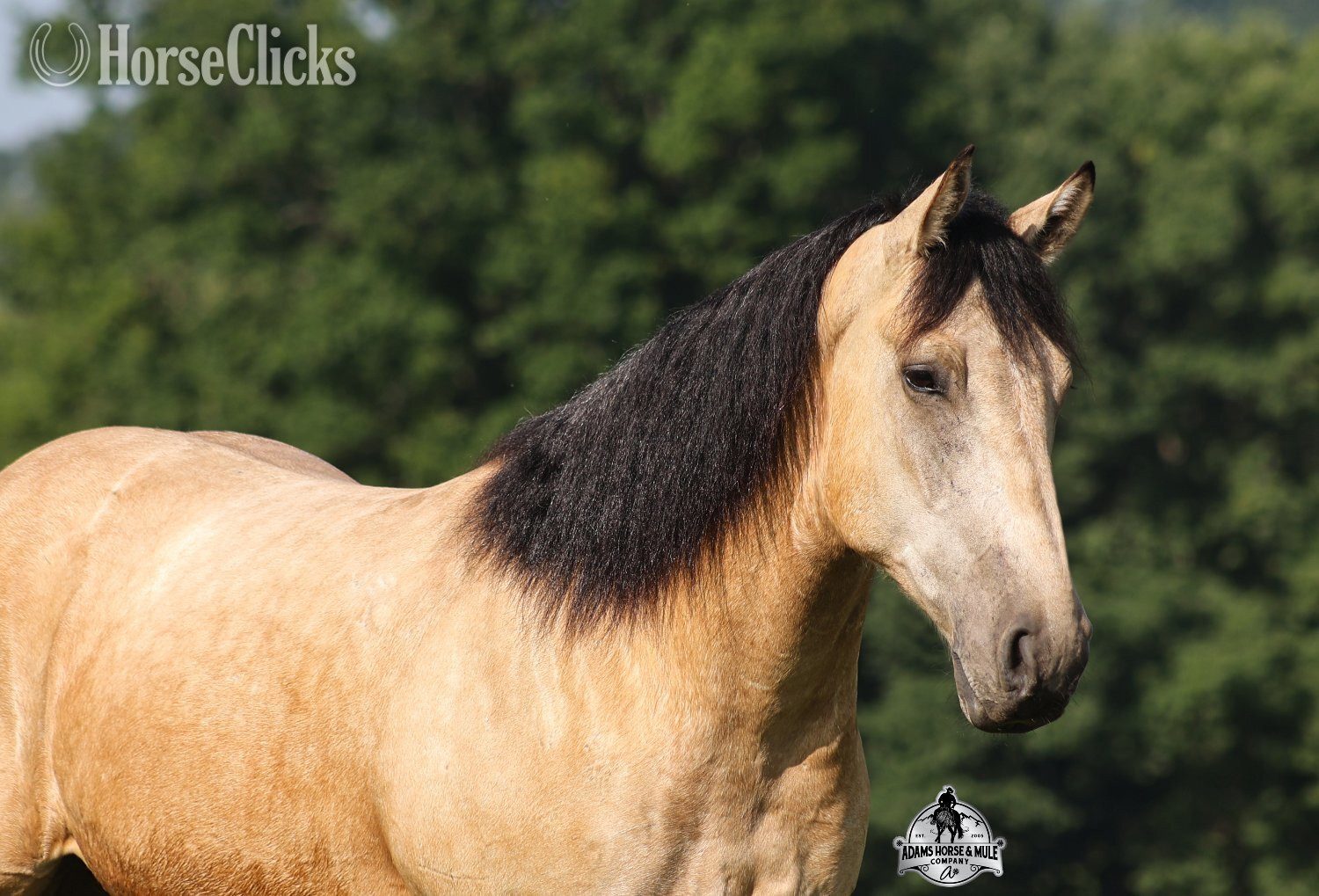 "" Buckskin Gelding Quarter Horse