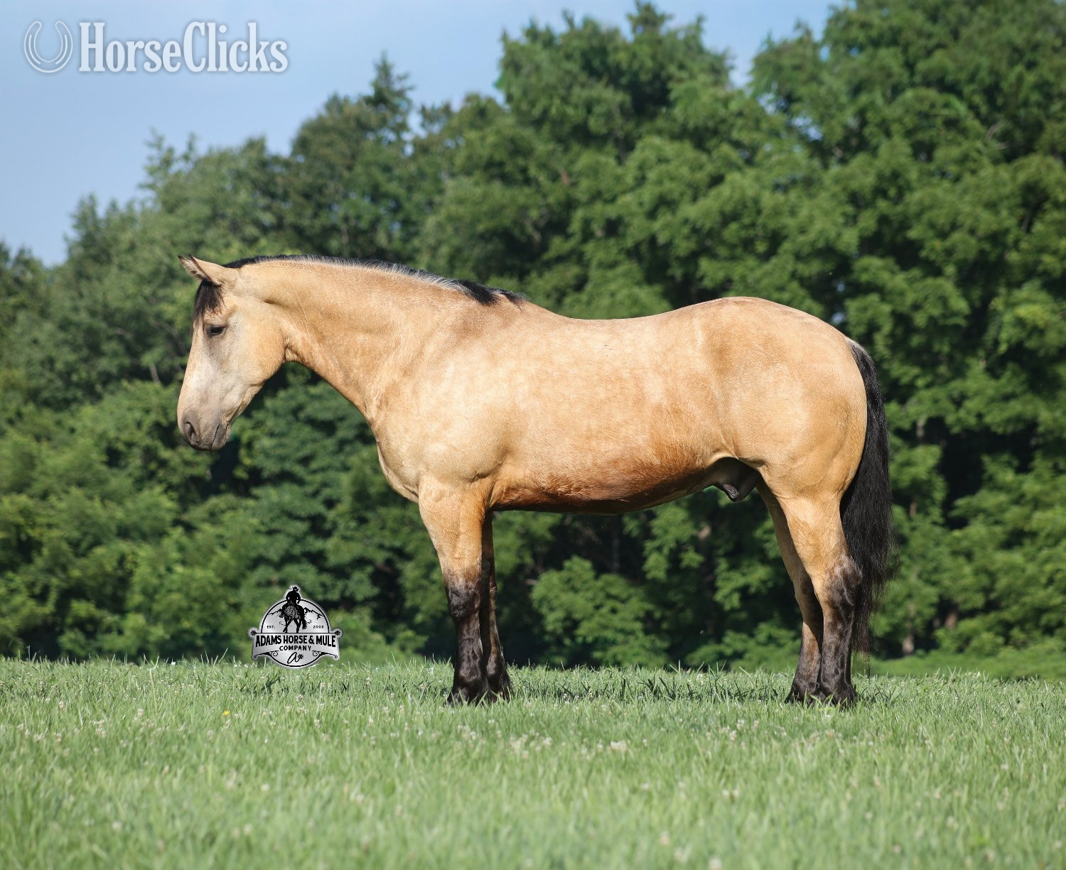 Michigan "" Buckskin Gelding Quarter Horse