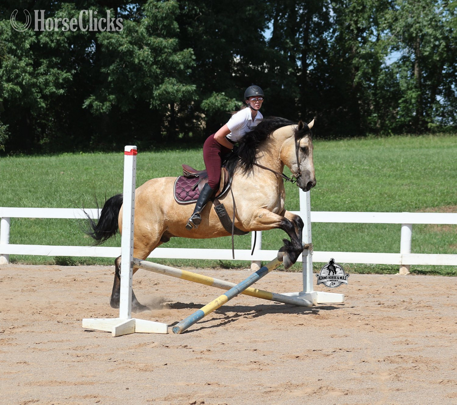 "" Buckskin Gelding Quarter Horse - Quarter Horse in Michigan