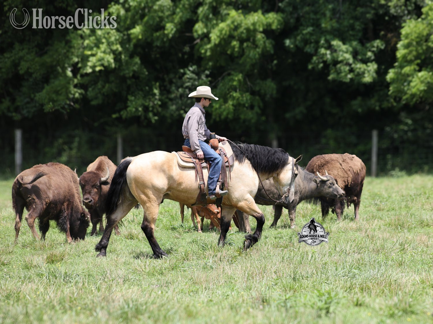 "" Buckskin Gelding Quarter Horse - Quarter Horse