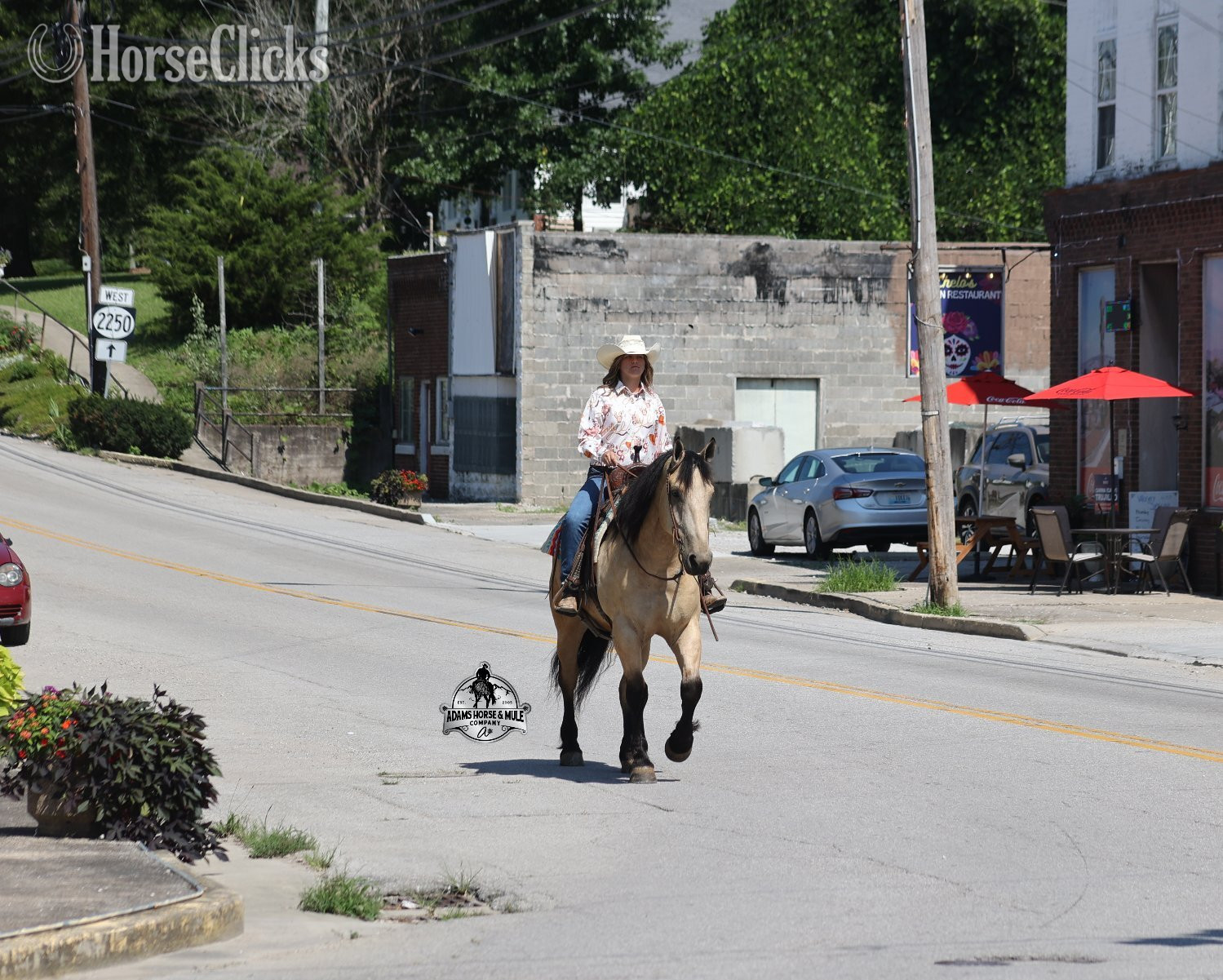 "" Buckskin Gelding Quarter Horse Michigan