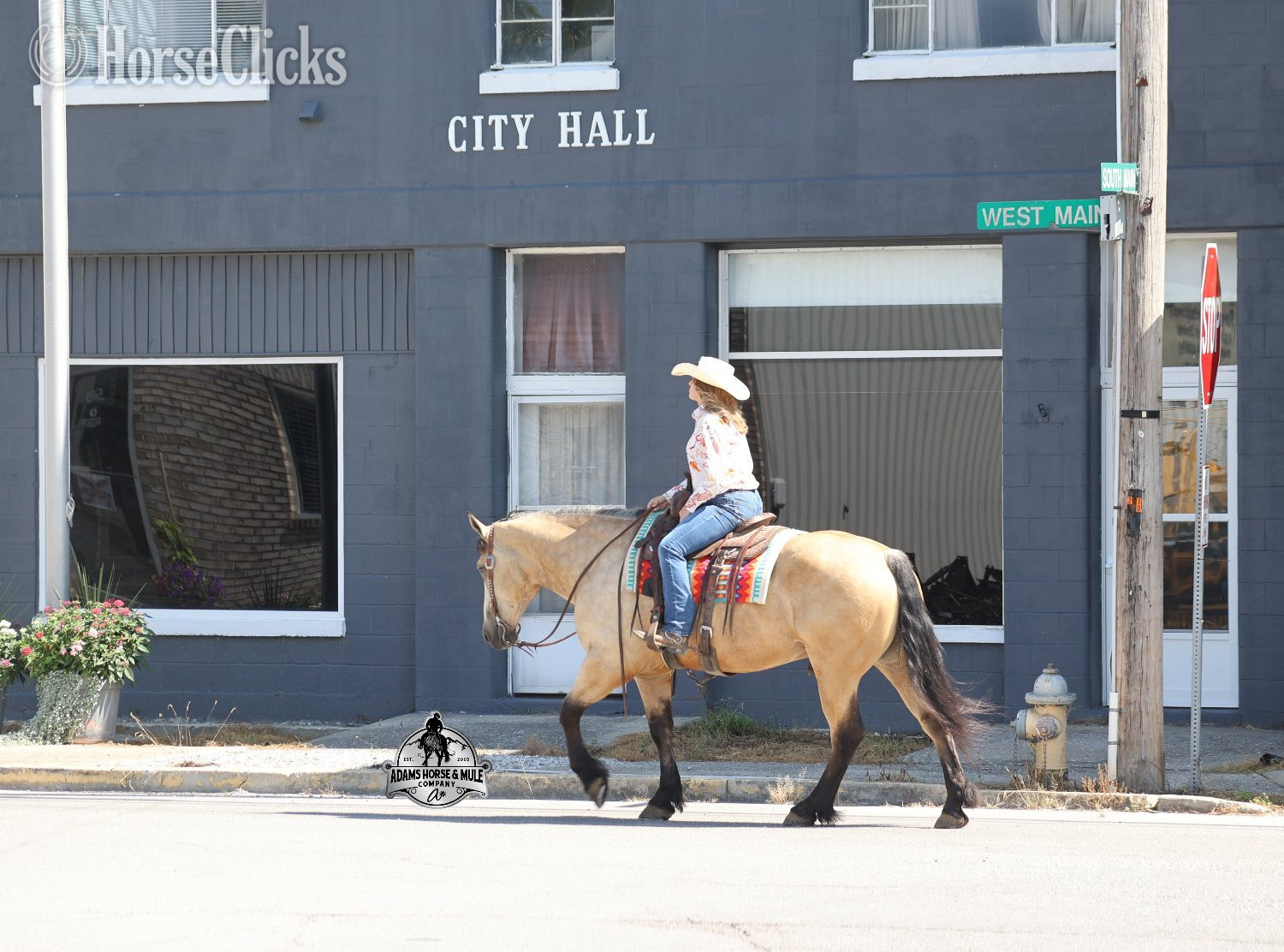 Quarter Horse - "" Buckskin Gelding Quarter Horse in Michigan