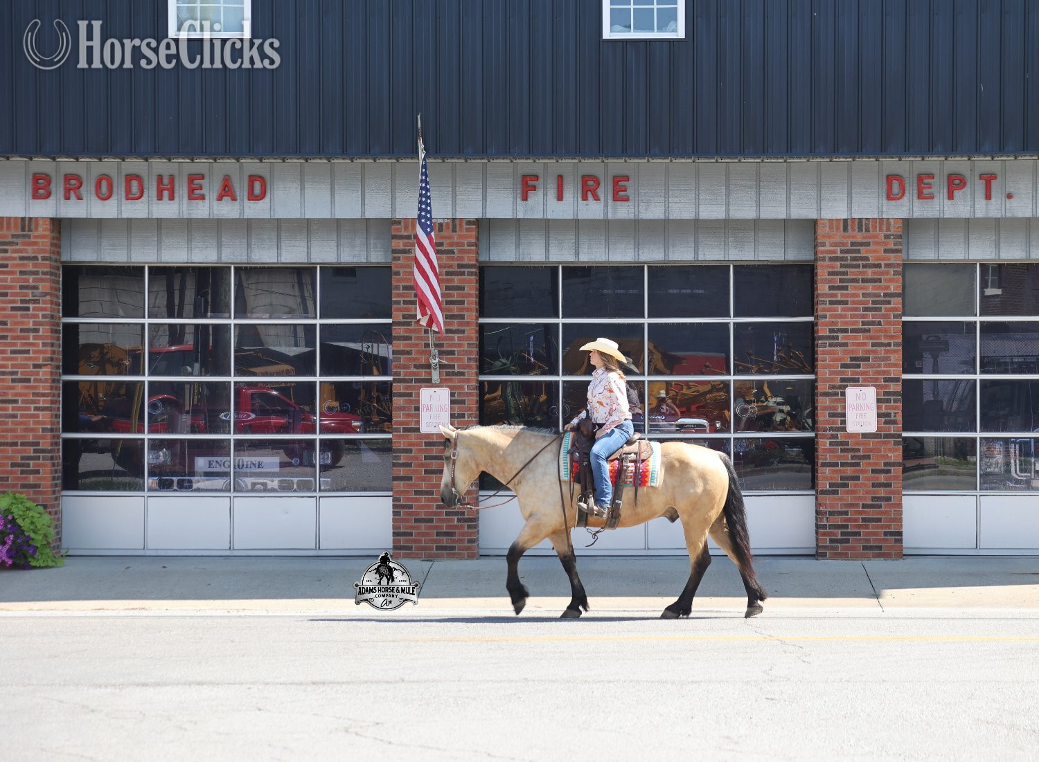 Quarter Horse - "" Buckskin Gelding Quarter Horse