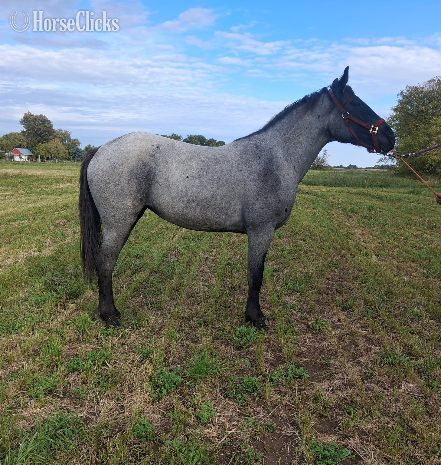 "Carrie" Blue Roan Filly Quarter Horse