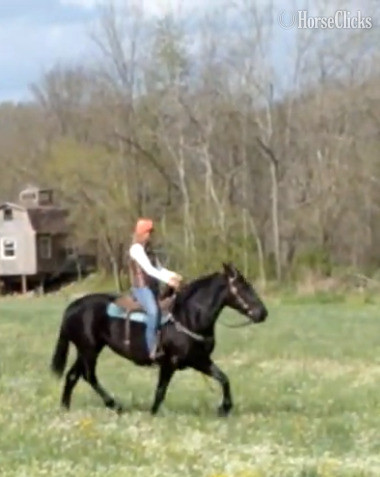 Percheron - "Sally Jewel" Black Mare Percheron