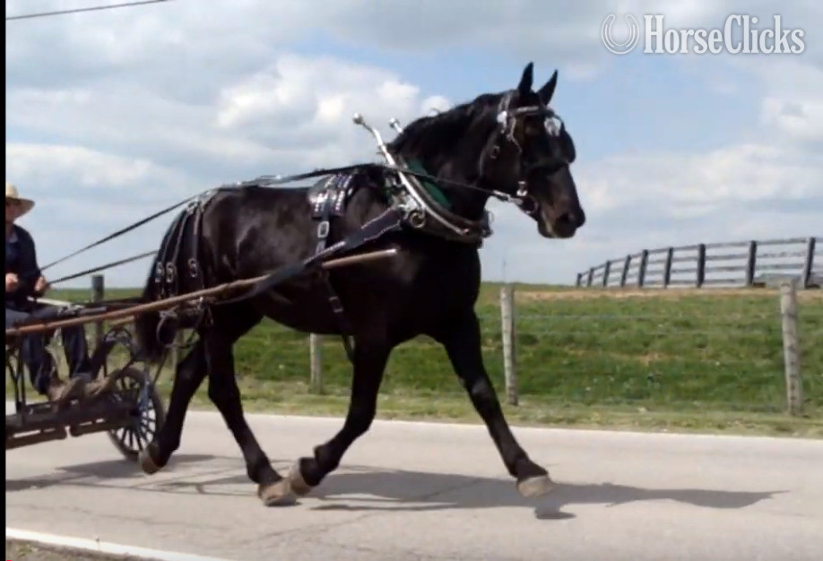 "Sally Jewel" Black Mare Percheron