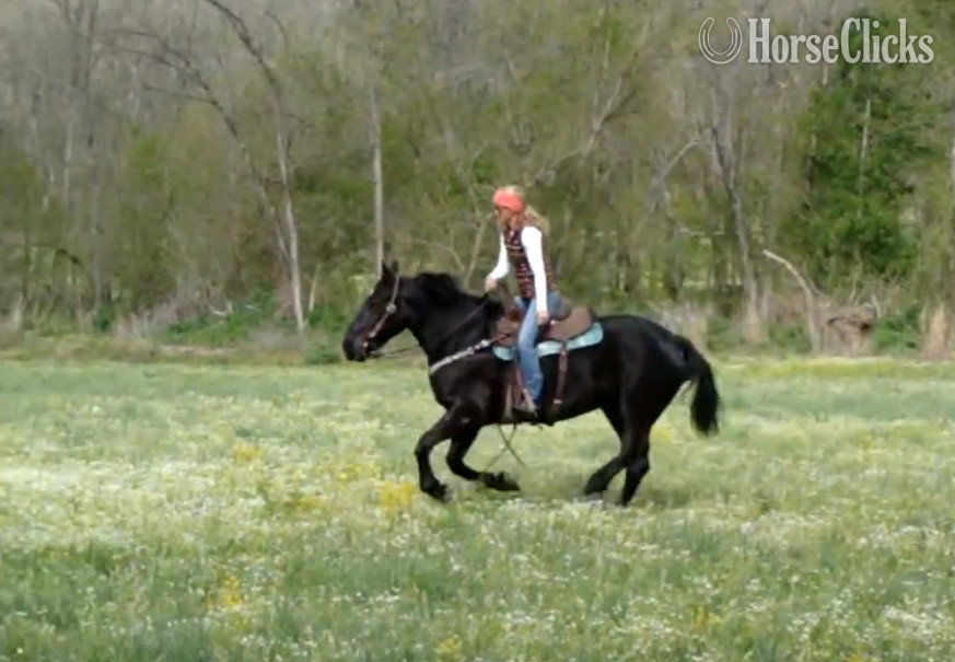 "Sally Jewel" Black Mare Percheron New Mexico