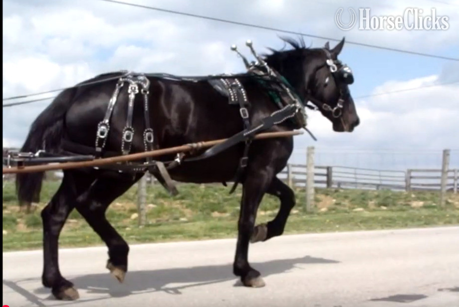 Percheron - "Sally Jewel" Black Mare Percheron in New Mexico