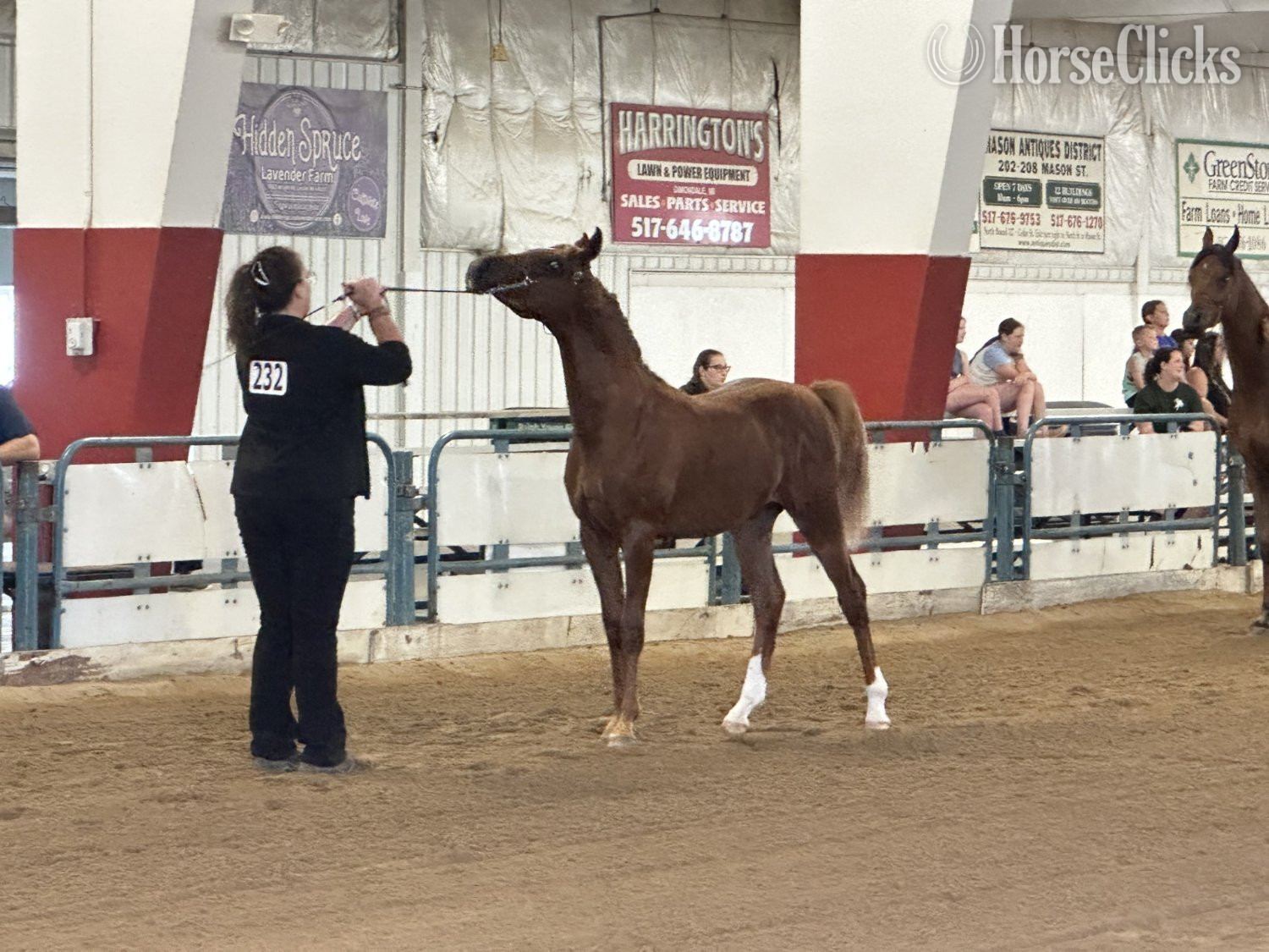 "Mashallah Hayaa HK" Chestnut Gelding Arabian in Michigan