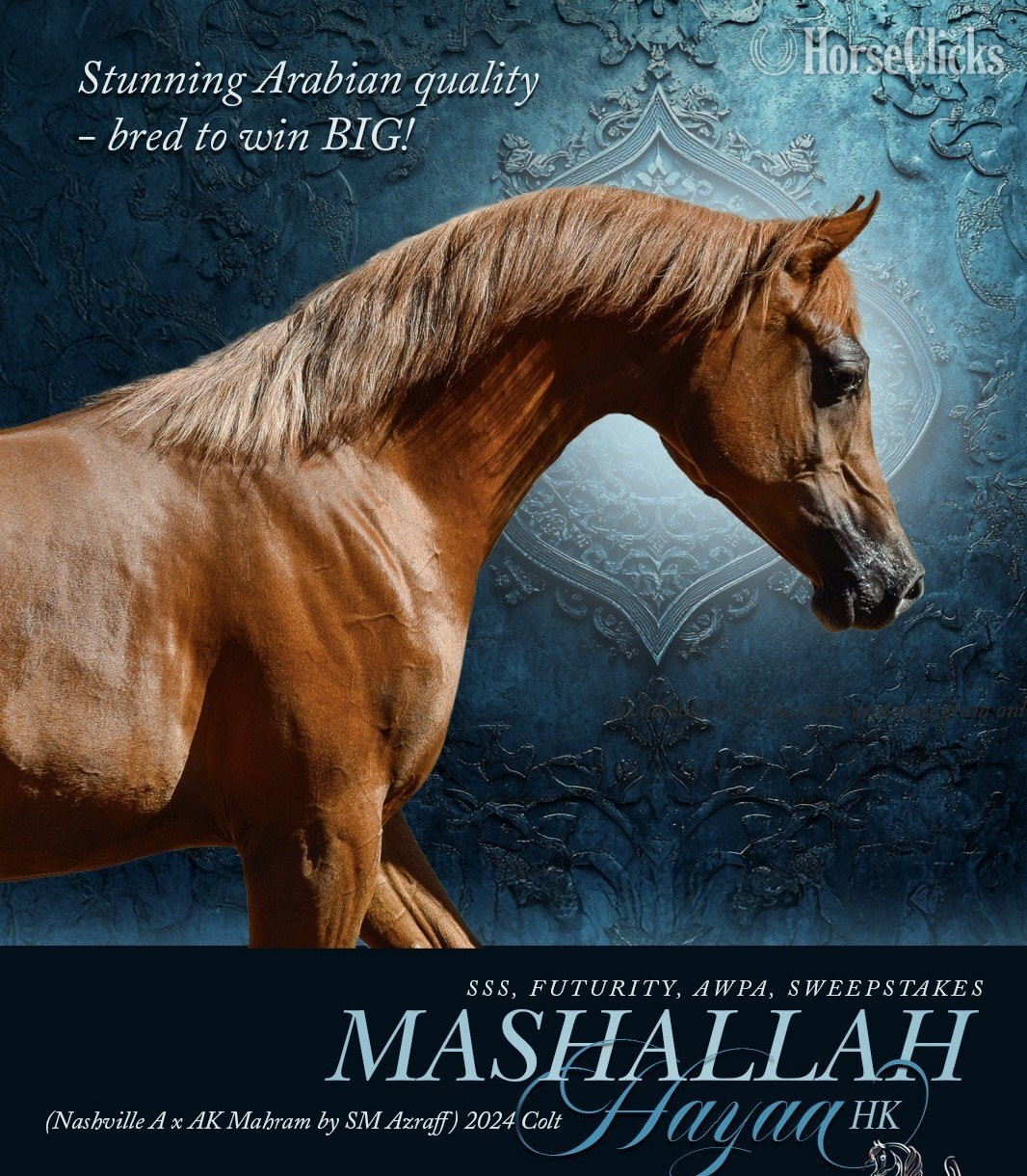 "Mashallah Hayaa HK" Chestnut Gelding Arabian