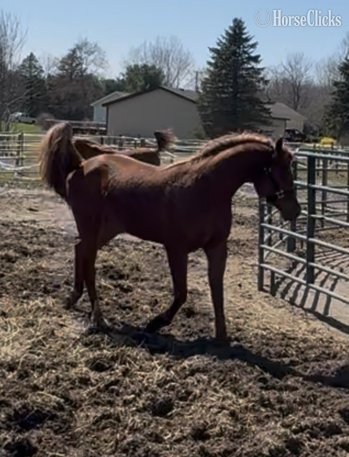 Michigan "Mashallah Hayaa HK" Chestnut Gelding Arabian