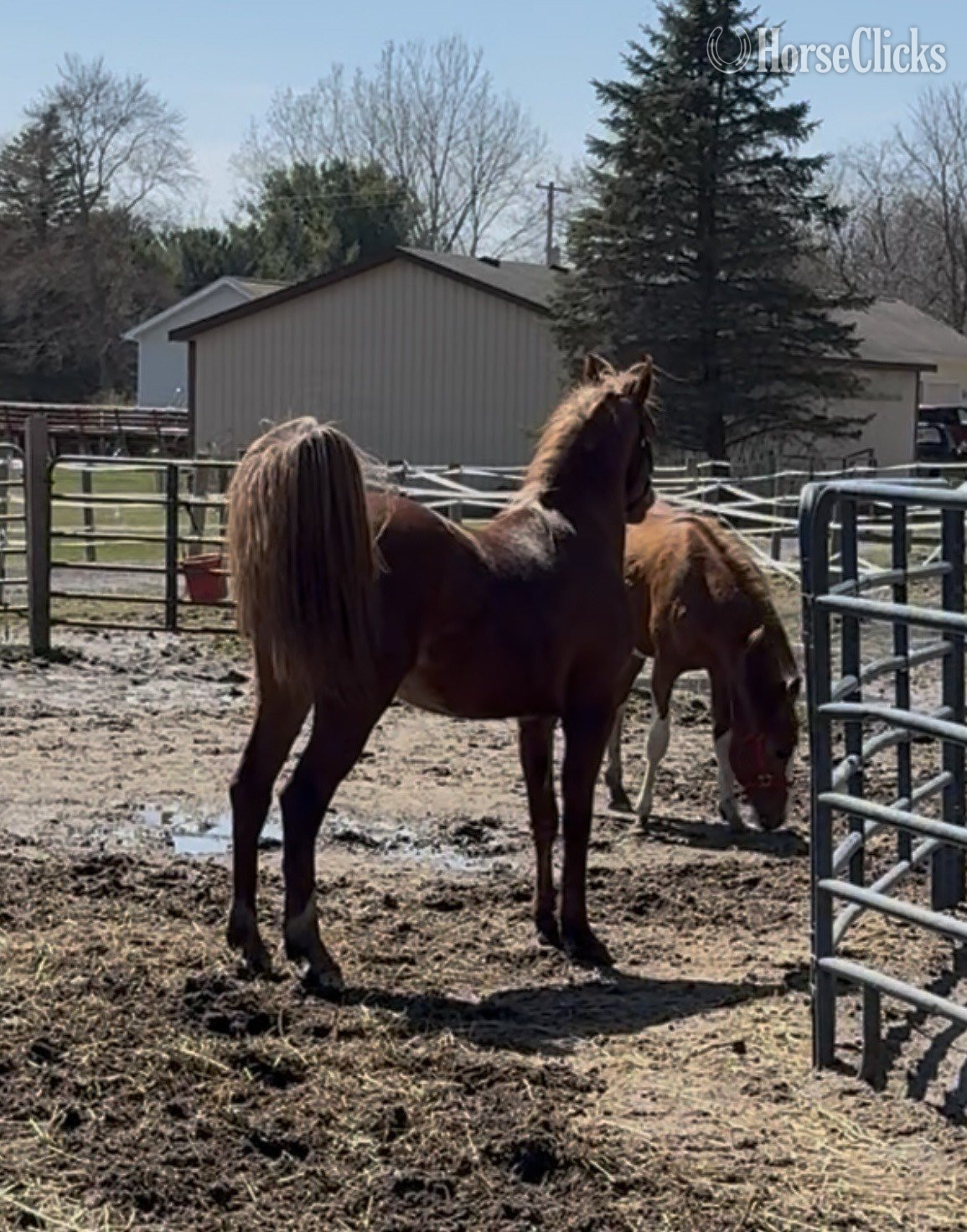 "Mashallah Hayaa HK" Chestnut Gelding Arabian - Arabian in Michigan