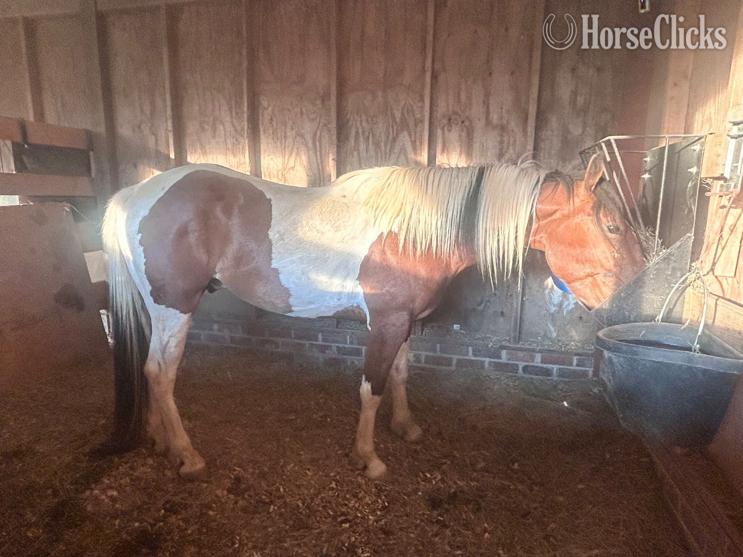 North Carolina "Roman" Tri-Color Gelding Paint