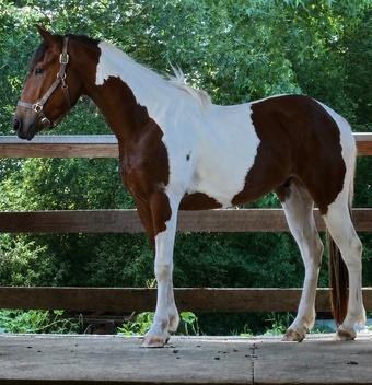 "Roman" Tri-Color Gelding Paint