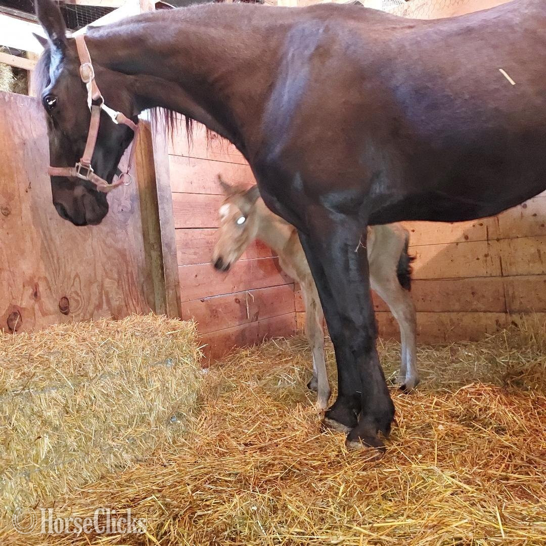 "Sexy" Black Mare Tennessee Walker in Michigan