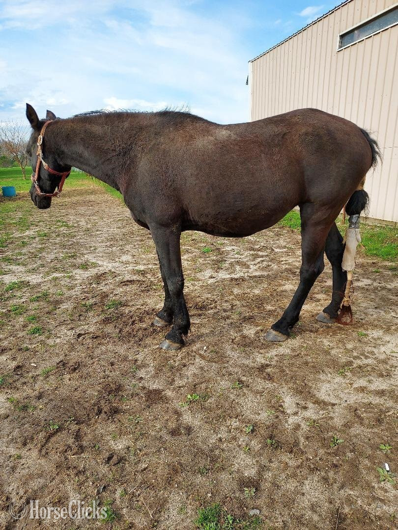 "Sexy" Black Mare Tennessee Walker