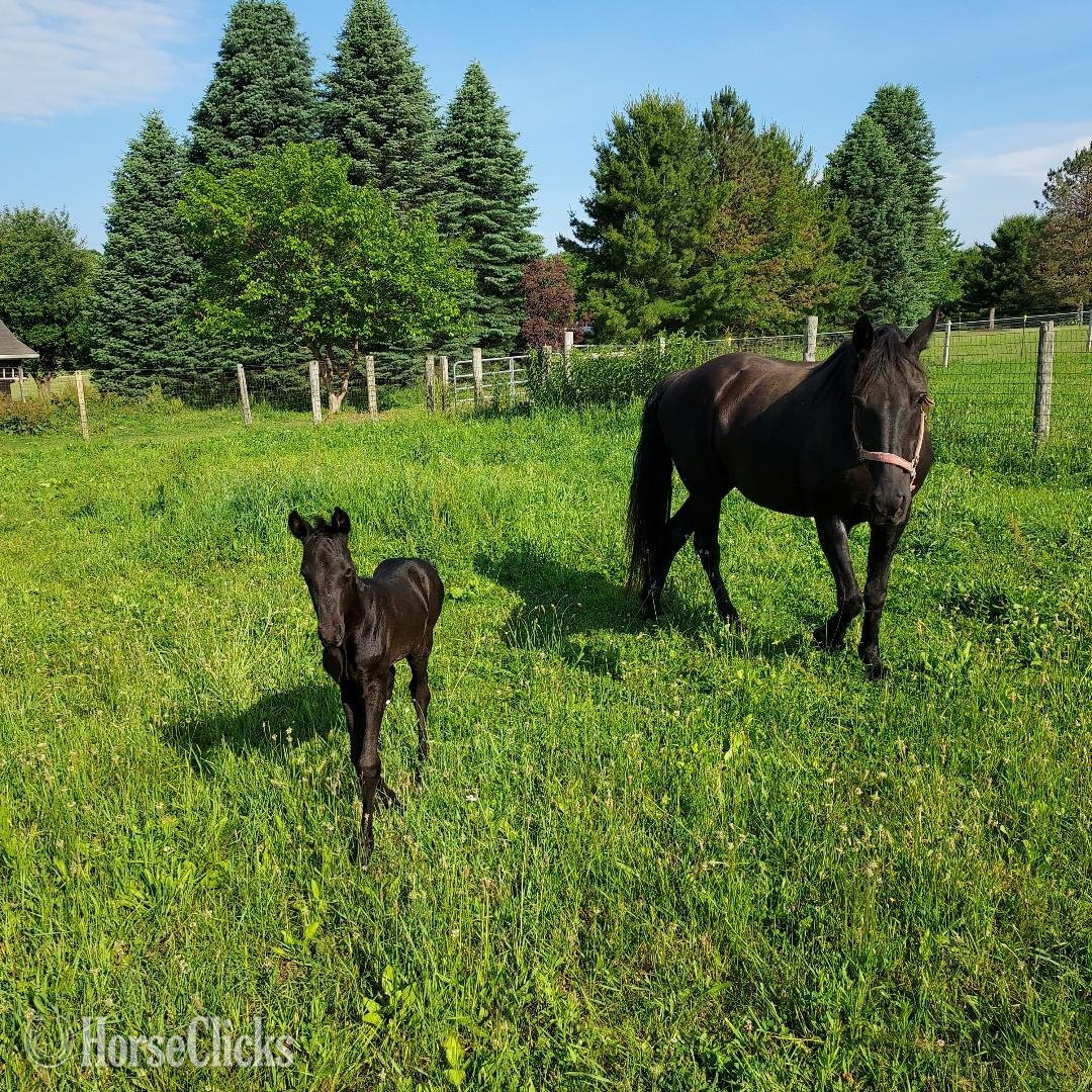 Michigan "Sexy" Black Mare Tennessee Walker